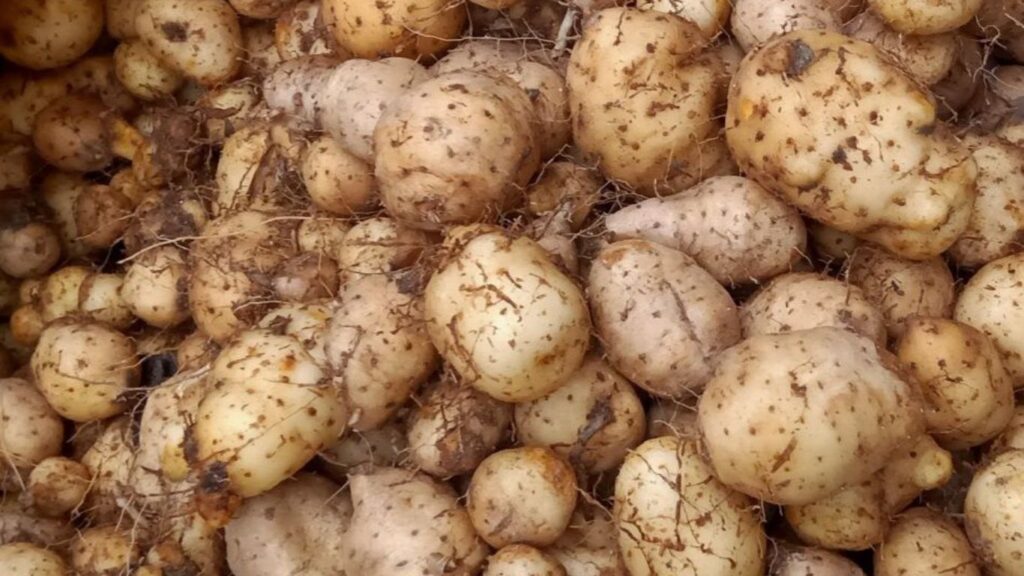 Dioscorea esculenta (Lesser Yam)