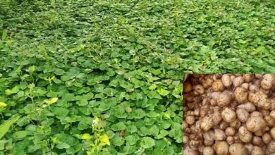 Lesser Yam (Dioscorea esculenta) plant