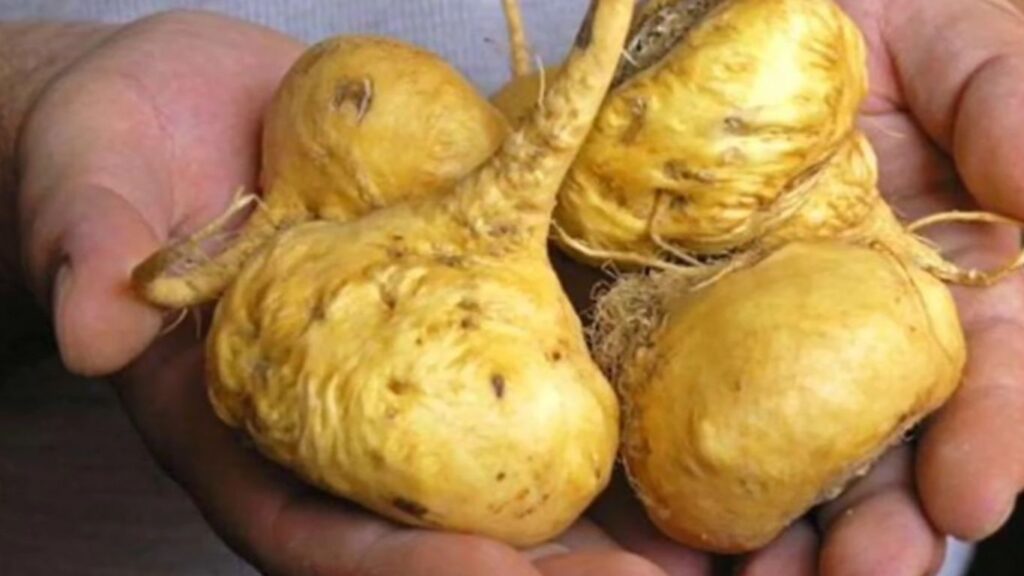 Maca Root (Lepidium meyenii)