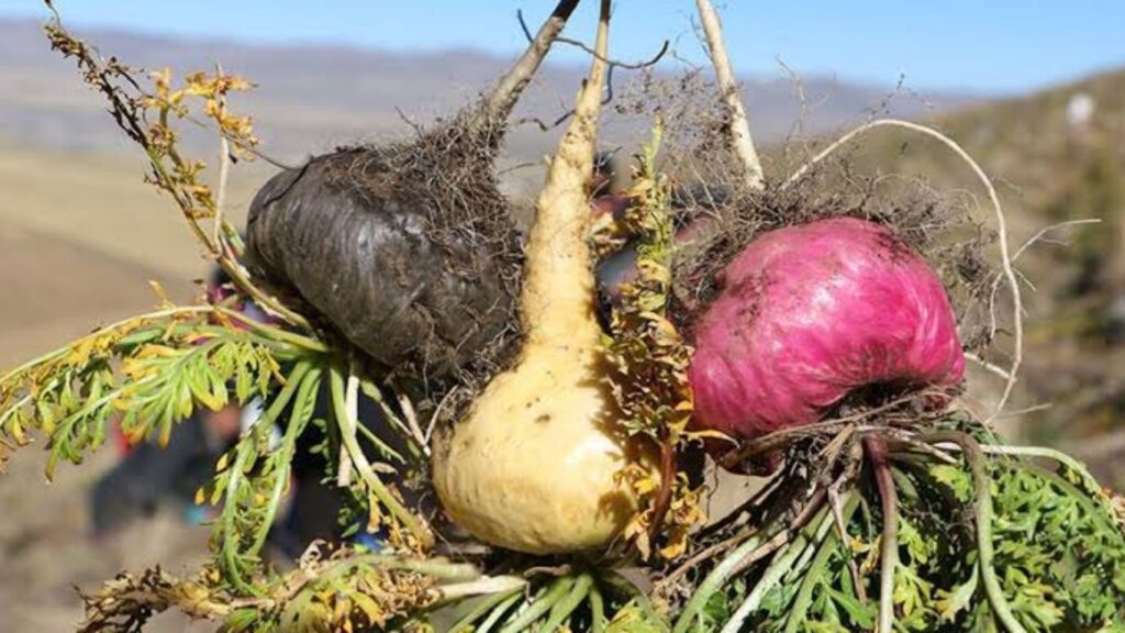 Maca Root (Lepidium meyenii)