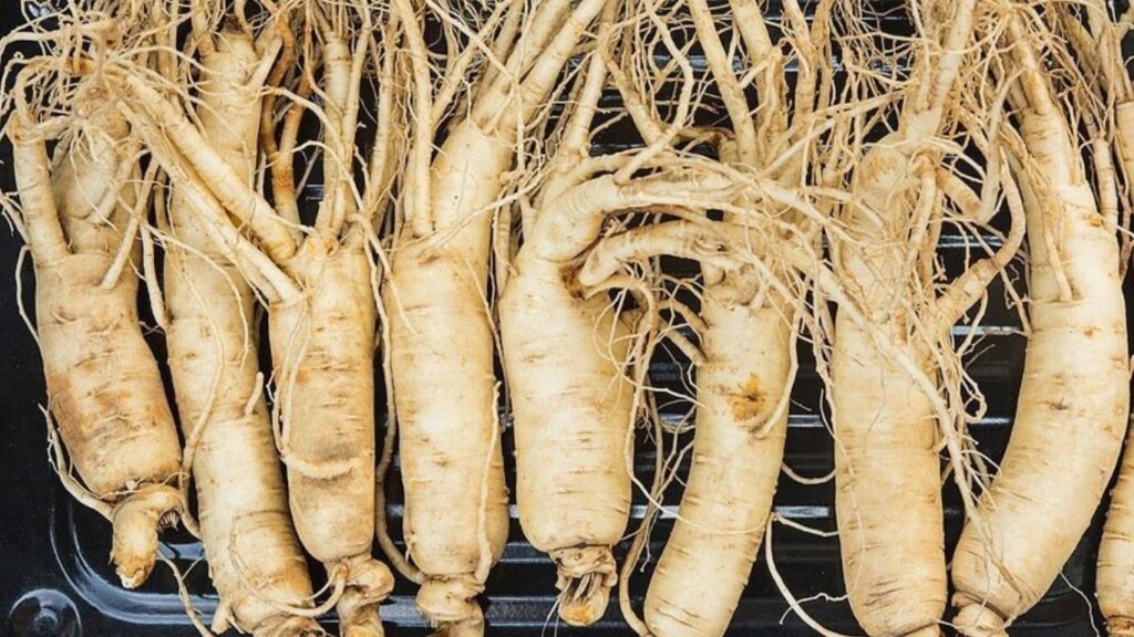 Panax Ginseng